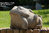 Tuinbeeld Kikker L2445 - dierenbeeld natuursteen
